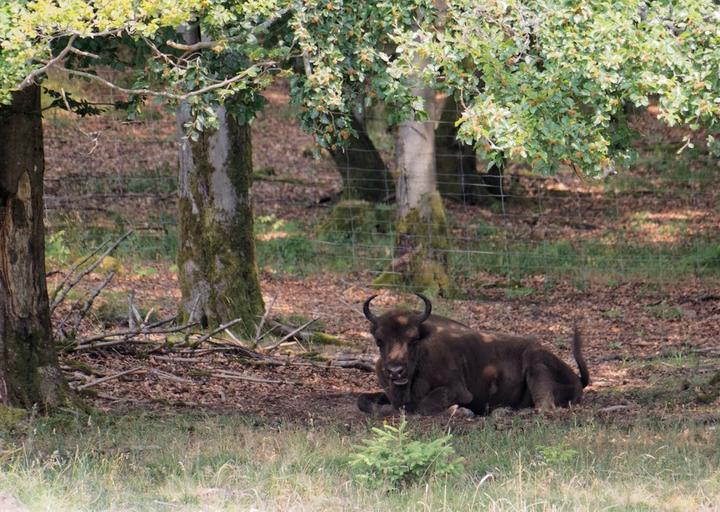 Wisent Hutte